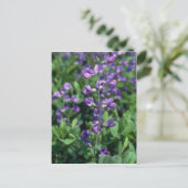 Carte Postale Lime Blue False Indigo (Baptisia Australis) flowe (Debout devant)