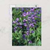 Carte Postale Lime Blue False Indigo (Baptisia Australis) flowe (Devant / Derrière)