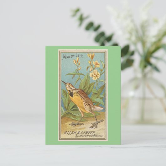 Carte Postale Limite de champ (Debout devant)