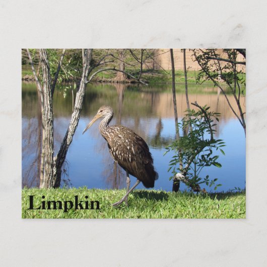 Carte Postale Limpkin - Learning Postcard - Floride (Devant)