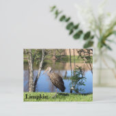 Carte Postale Limpkin - Learning Postcard - Floride (Debout devant)