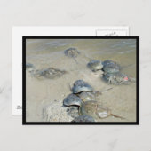 Carte Postale Limules dans l'eau (Devant / Derrière)