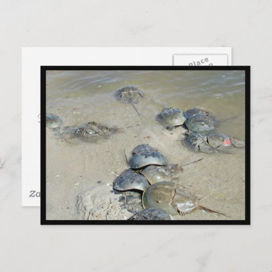 Carte Postale Limules dans l'eau (Devant / Derrière)