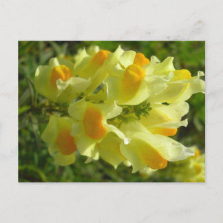 Carte Postale Linaire vulgaire