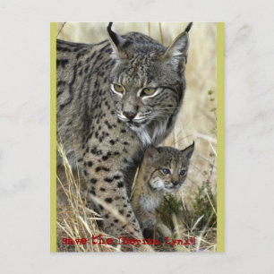 Carte Postale Lince Ibérico - Lynx ibérique