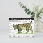 Carte Postale lince-iberico, ¡Salvemos al lince ibérico ! (Debout devant)