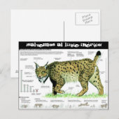 Carte Postale lince-iberico, ¡Salvemos al lince ibérico ! (Devant / Derrière)