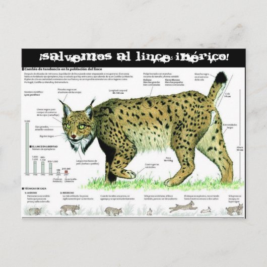 Carte Postale lince-iberico, ¡Salvemos al lince ibérico ! (Devant)