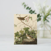 Carte Postale Lincoln Finch (Debout devant)