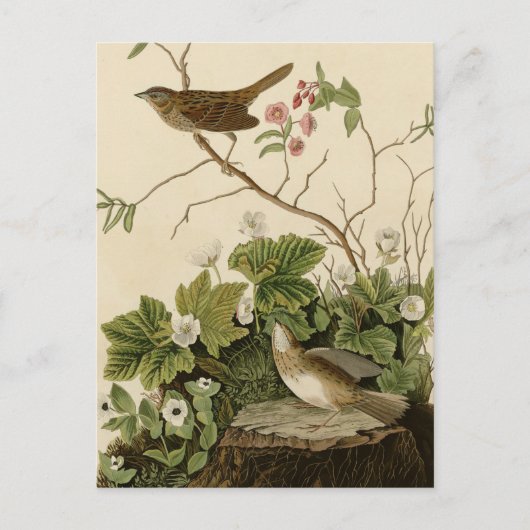Carte Postale Lincoln Finch (Devant)
