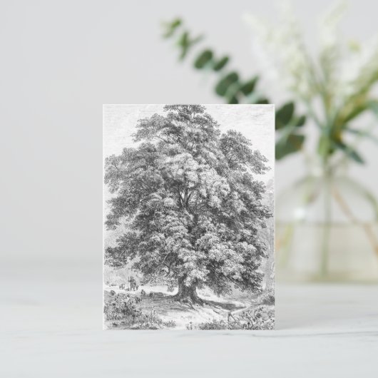 Carte Postale Linden Tree Black and White Antique Print (Debout devant)