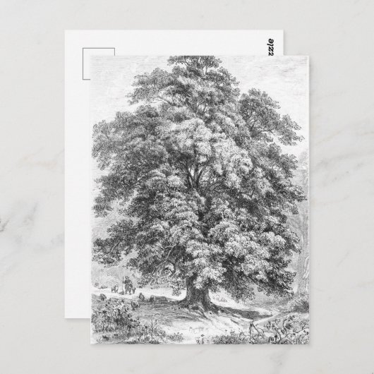 Carte Postale Linden Tree Black and White Antique Print (Devant / Derrière)