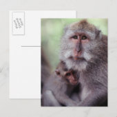 Carte Postale L'Indonésie, Bali, Ubud, Macaque Long-coupé la (Devant / Derrière)