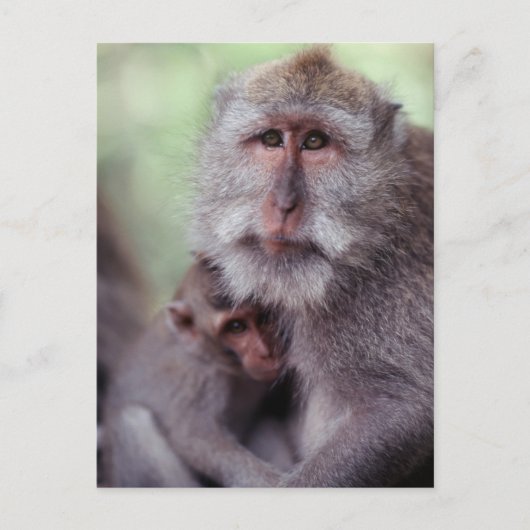 Carte Postale L'Indonésie, Bali, Ubud, Macaque Long-coupé la (Devant)