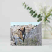 Carte Postale Lindos Donkey (Debout devant)