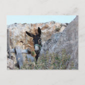 Carte Postale Lindos Donkey (Devant)