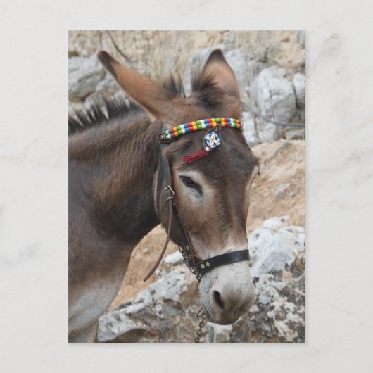 Carte Postale Lindos Donkey (Devant)