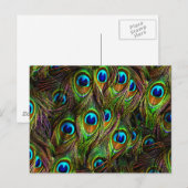 Carte Postale L'invasion des plumes de paon (Devant / Derrière)
