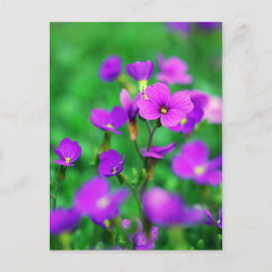 Carte Postale L'Invasion Violette Du Printemps