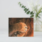 Carte Postale Lion (Debout devant)