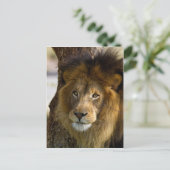 Carte Postale Lion (Debout devant)