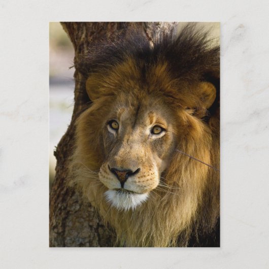 Carte Postale Lion (Devant)