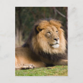 Carte Postale Lion (Devant)