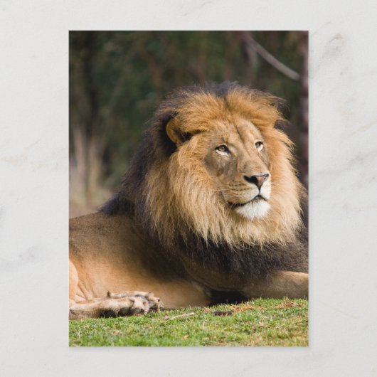 Carte Postale Lion (Devant)