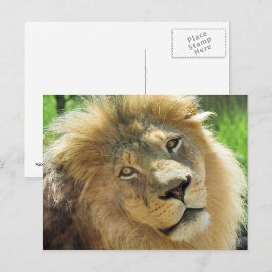 Carte postale Lion (Devant / Derrière)