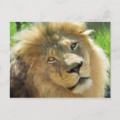 Carte postale Lion (Devant)