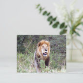 Carte Postale lion (Debout devant)
