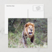 Carte Postale lion (Devant / Derrière)