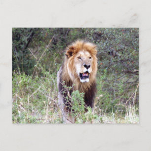 Carte Postale lion