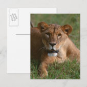 Carte Postale Lion (Devant / Derrière)