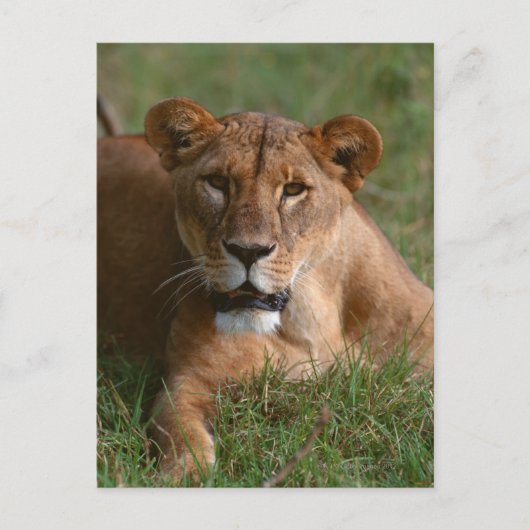 Carte Postale Lion (Devant)