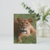 Carte Postale Lion (Debout devant)
