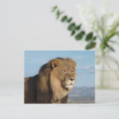 Carte Postale Lion (Debout devant)