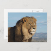 Carte Postale Lion (Devant / Derrière)
