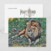 Carte Postale Lion (Devant / Derrière)