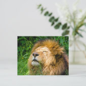 Carte Postale Lion (Debout devant)