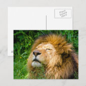 Carte Postale Lion (Devant / Derrière)