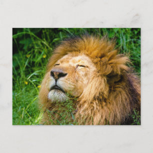 Carte Postale Lion
