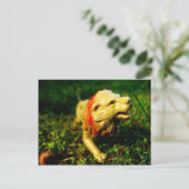 Carte Postale lion (Debout devant)