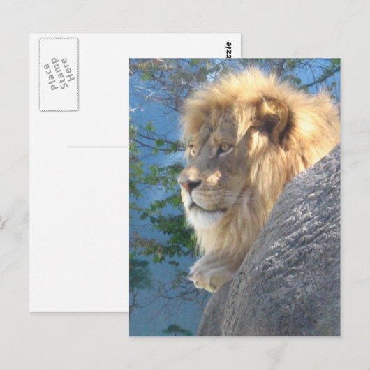 Carte Postale Lion (Devant / Derrière)