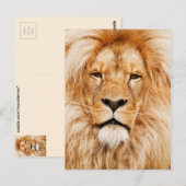 Carte Postale Lion (Devant / Derrière)