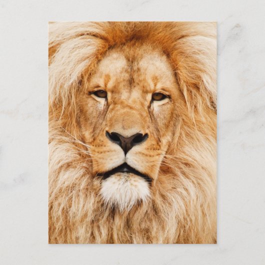 Carte Postale Lion (Devant)