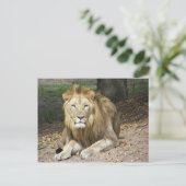 Carte postale Lion (Debout devant)