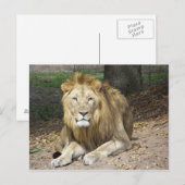 Carte postale Lion (Devant / Derrière)