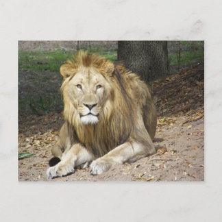 Carte postale Lion