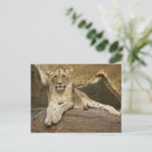 Carte Postale Lion (Debout devant)